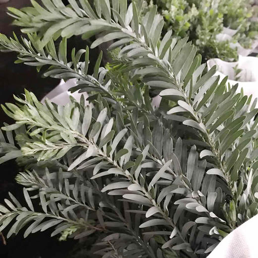 蓝梦相思 商品图0