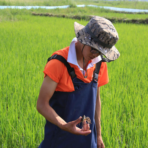 【蟹田大米​】绵软有韧性 商品图2