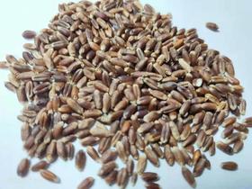天然黑小麦 1.5kg/袋