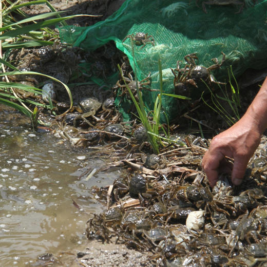 【蟹田大米​】绵软有韧性 商品图4