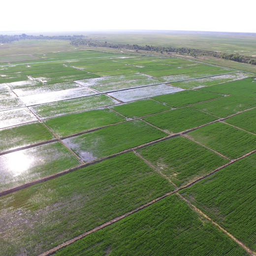 【蟹田大米​】绵软有韧性 商品图3