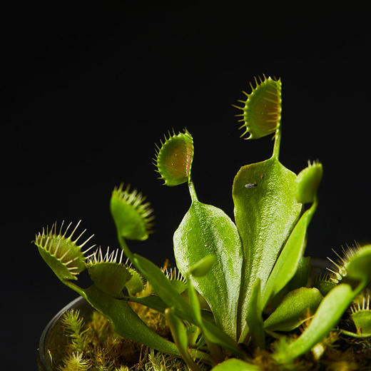 小瓶友·杯夹捕蝇草【no.061】