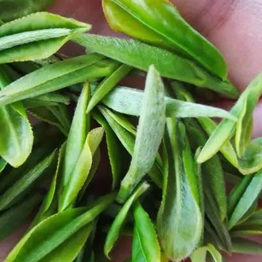 【2024春茶上市】甲子山春茶 2024新茶叶 170g/袋 栗香型云雾绿茶（5月2日前采青）春茶 商品图1