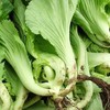【城食配】盖菜 约1斤 商品缩略图2