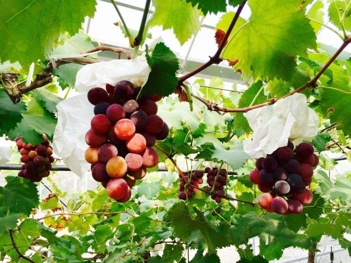 嘉定马陆| 2大1小葡萄采摘,5斤装任您搭配
