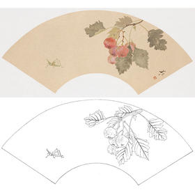 张莉莉没骨画工笔花鸟白描底稿-山楂扇面小品-ZA38