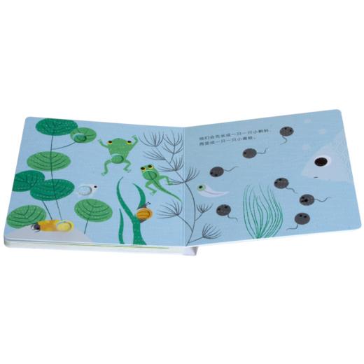 最美自然洞洞绘本 青蛙 原价36.8 商品图3