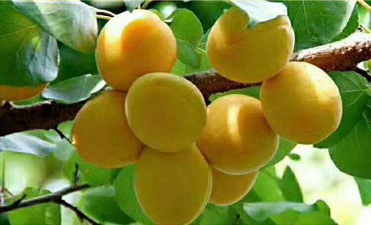 【沪苏浙皖包邮,外地暂不发货】"树上蜂蜜"新疆小白杏,地处天山脚下