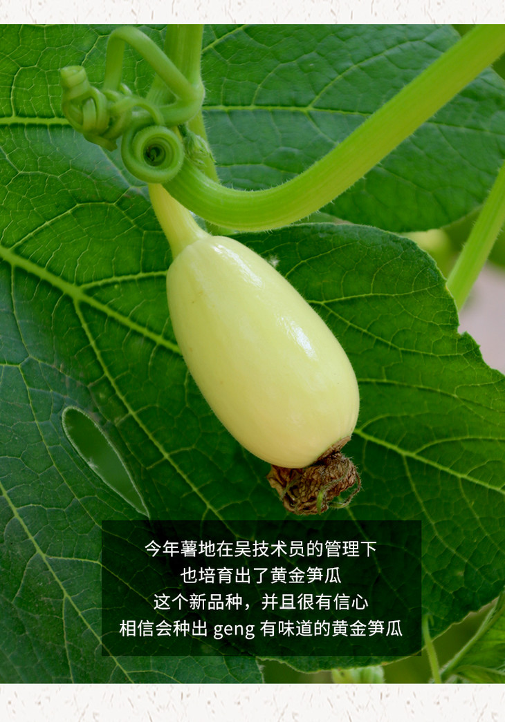 农家种植鲜嫩黄金笋瓜口感似冬笋北瓜350g新鲜蔬菜