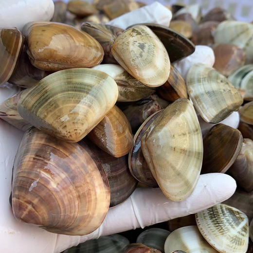 〔象山码头直发包邮17〕码头海鲜野生梭子蟹/鲳鱼/带鱼/深海黄鱼/野生花蛤/海钓鲷鱼/红膏青蟹/芒种虾皮/带膏小管/泥蛏子/斑节虾/翡翠鲍鱼/章鱼/琵琶虾/皮皮虾/小船红虾/墨鱼干 商品图4