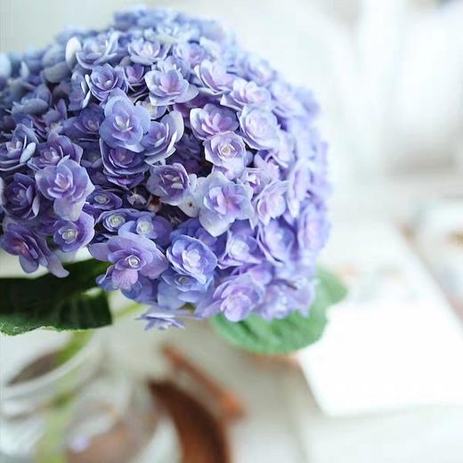 新品 重瓣绣球12 9元 颗 颜色随机 6月9日提货 Amy花儿朵朵