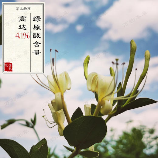 【精选头茬花】调和身体燥热金银花 优质品种 不熏硫不打药 夏季必备 商品图0