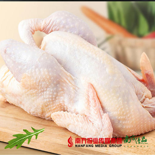【珠三角包邮】开平老母鸡 2.5-2.8斤/ 只 （次日到货） 商品图0