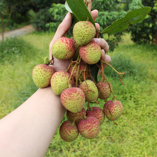 广东茂名妃子笑荔枝 清甜多汁 肉厚核小 颗颗精心挑选 甜而不腻 5斤装