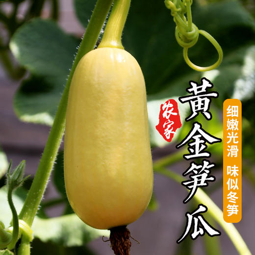 农家种植鲜嫩黄金笋瓜口感似冬笋北瓜350g新鲜蔬菜