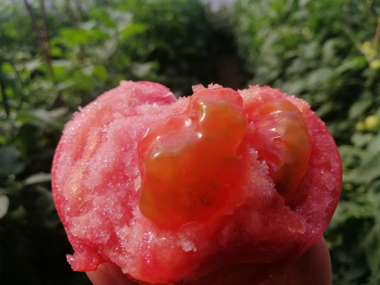 新疆沙瓤西红柿番茄 5斤装