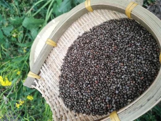 安顺普定【安顺酥麻（引子】1斤/3斤装 全国包邮 部分地区不发货 粽子的绝配 商品图2