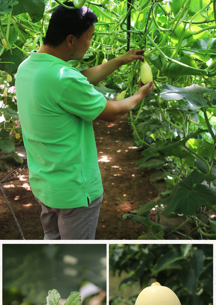 农家种植鲜嫩黄金笋瓜口感似冬笋北瓜350g新鲜蔬菜