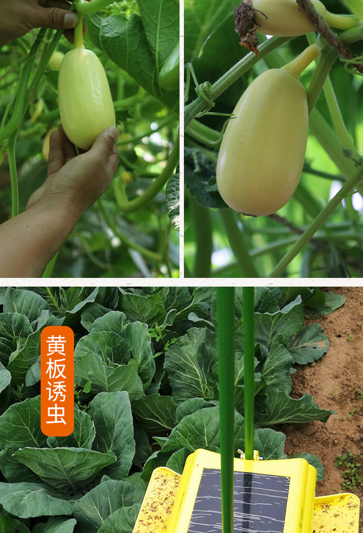 农家种植鲜嫩黄金笋瓜口感似冬笋北瓜350g新鲜蔬菜