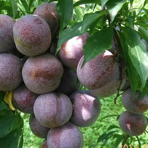 好吧三华李子2斤