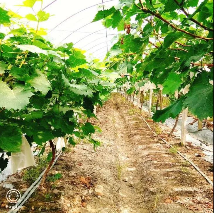 嘉定马陆| 2大1小葡萄采摘,5斤装任您搭配