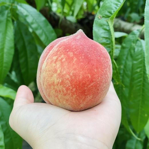 初夏🍑-春雪桃+油桃 商品图1