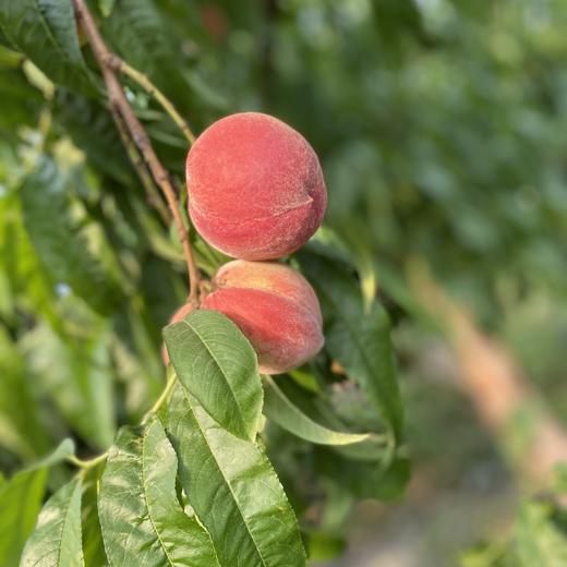 初夏🍑-春雪桃+油桃 商品图4