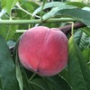 初夏🍑-春雪桃+油桃 商品缩略图2