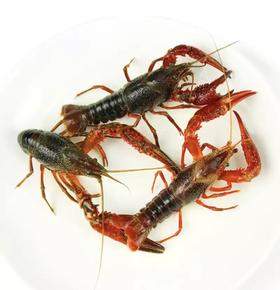 小龙虾