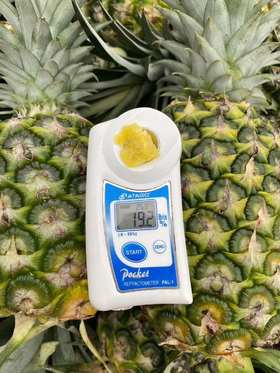 后院水果落地季，精选大果单果3斤＋，进口厄瓜多尔香甜凤梨，自然树熟，香甜可口