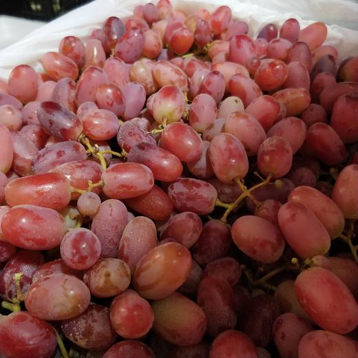 云南无籽红提 商品图2