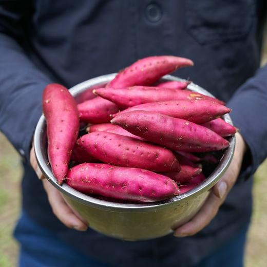 天目山小香薯5斤装