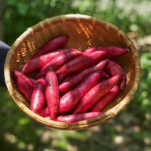 天目山小香薯5斤装