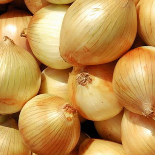 有机蔬菜 黄洋葱500g欧盟认证 京津冀满百包邮 商品图3