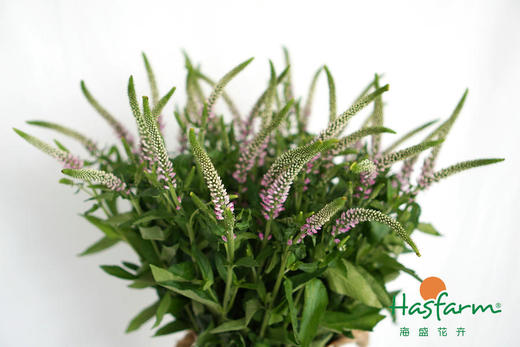 【每日福利】鼠尾  10支/扎  多色可选 商品图6