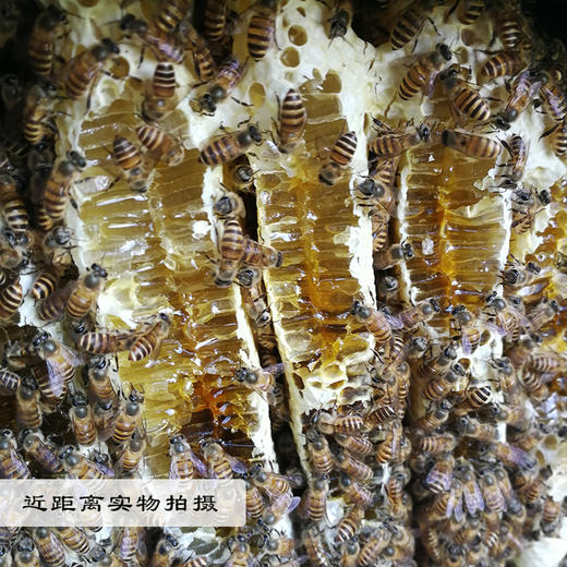 五星三湾天然纯农家深山百花蜜自产正宗野生成熟封盖土蜂蜜250g*4瓶精品红色礼盒装 商品图6