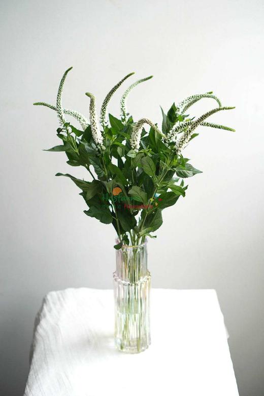 【每日福利】鼠尾  10支/扎  多色可选 商品图4