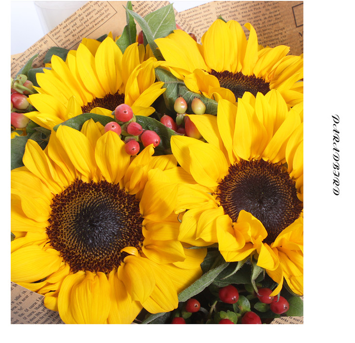云南高原单头精品向日葵一束5枝