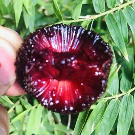 空运真空杨梅，肉厚娇嫩纯甜爽口，入口的瞬间有种全身毛孔大开的舒爽的感觉～一口爆汁！