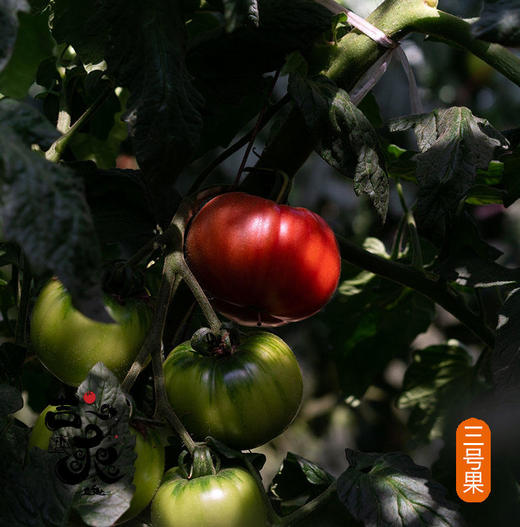 吉爽有味番茄 味浓多汁 适合生吃 自然成熟 大小不一/西红柿 商品图4