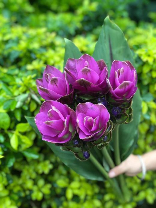 新鲜到货姜荷花5枝扎