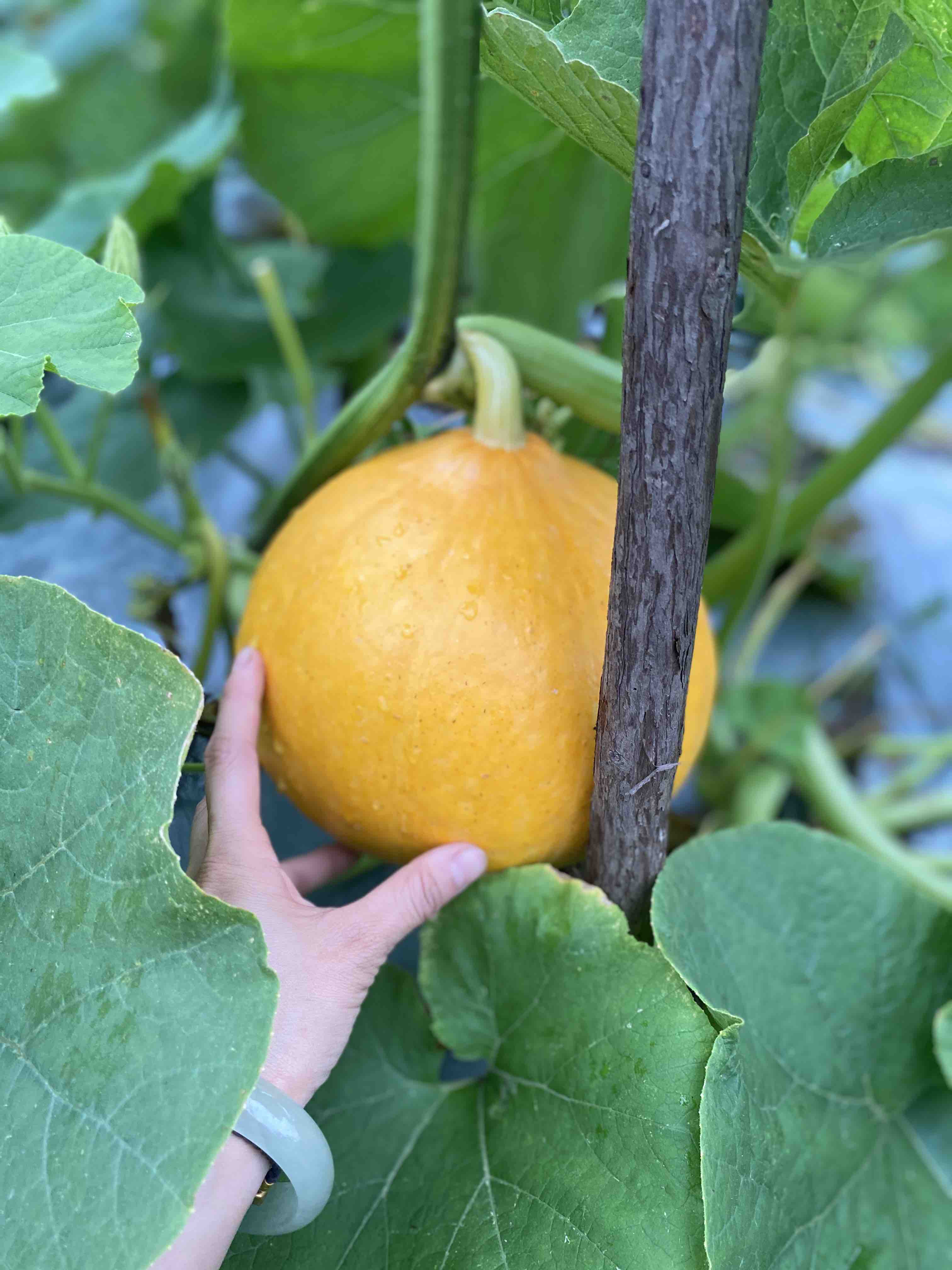 吃出童年幸福的味道 有机南瓜 红栗南瓜 又甜又绵 颜值担当
