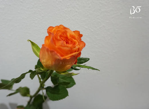 bo全球农场王炸款kingsday国王日玫瑰5支