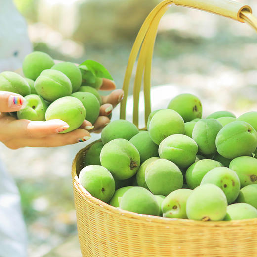 【产地直供】云南大理·野生青梅大果 泡青梅酒 饮一杯夏天