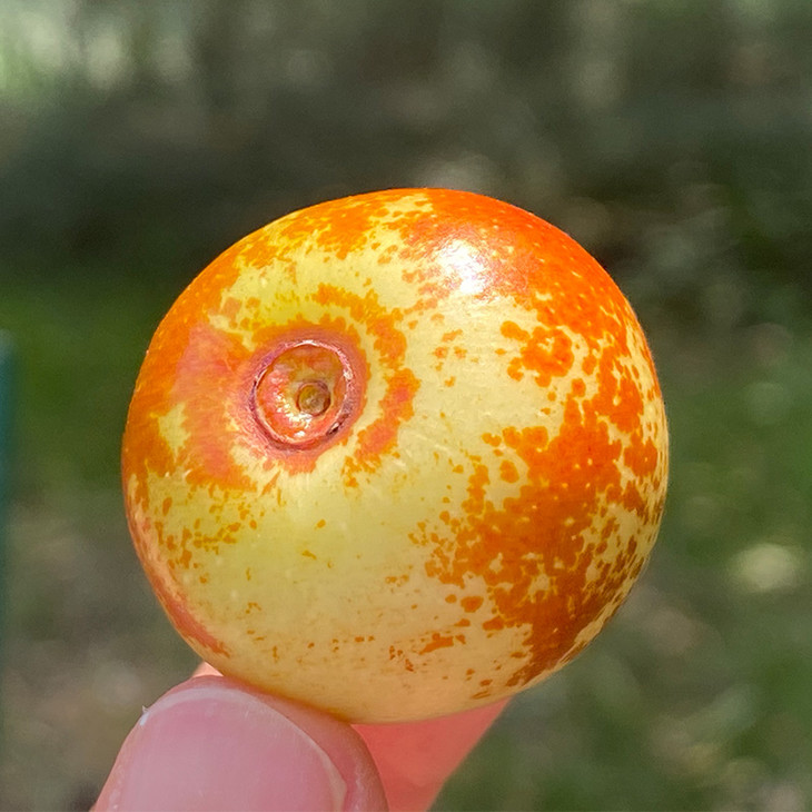 山西运城冰羊奶枣颜色金黄片片红成熟度高清脆酥甜酥度和甜度都很好