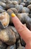 沙浦大花蛤（本地花蛤） 商品缩略图1