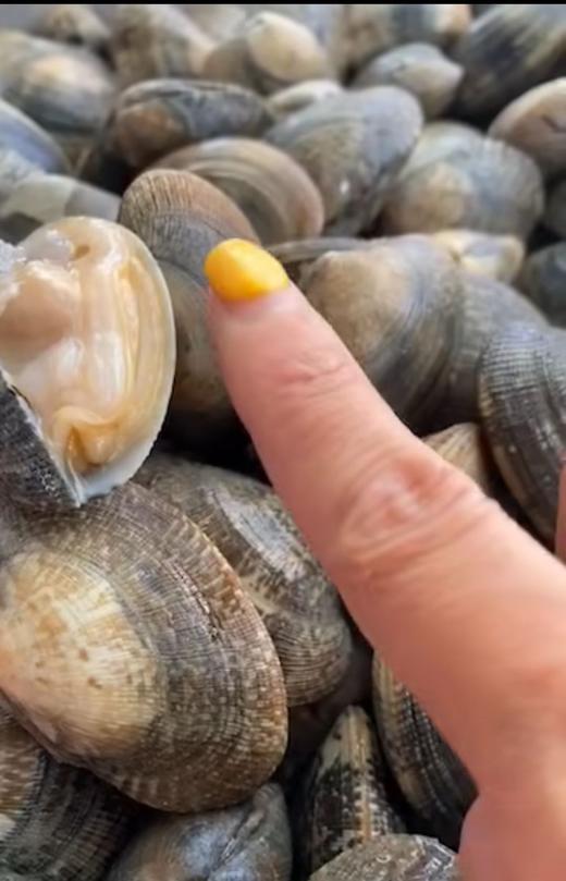 沙浦大花蛤（本地花蛤） 商品图1