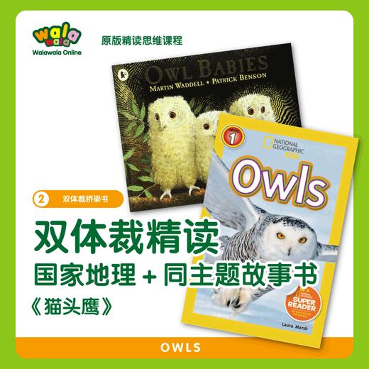 《二阶-2》双体裁【美国国家地理猫头鹰&猫头鹰宝宝】双师精读课程！在故事书和科学书中探索猫头鹰！ 商品图0