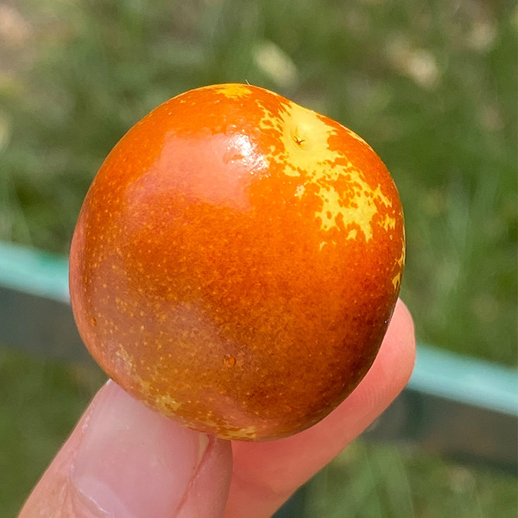 山西运城冰羊奶枣颜色金黄片片红成熟度高清脆酥甜酥度和甜度都很好