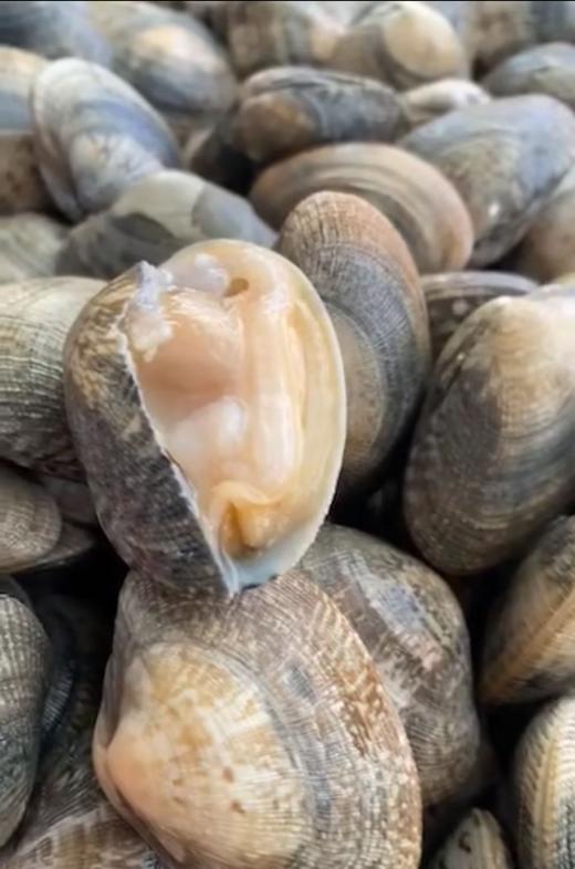 沙浦大花蛤（本地花蛤） 商品图0